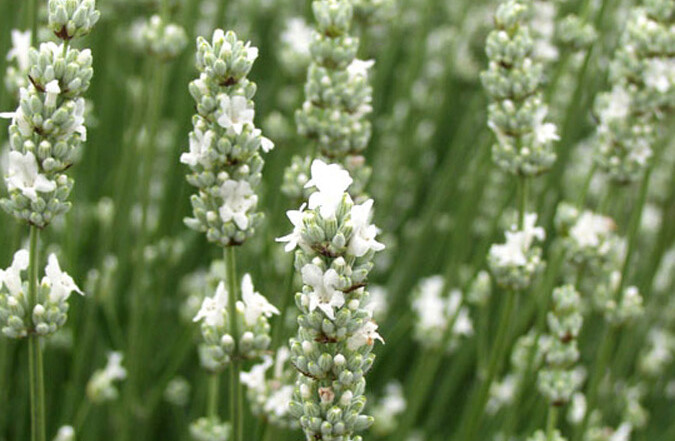 Lavanda – Rancho San Martin